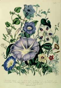 Bindweed，来自&39;The Ladies&39;Flower Garden&39;的盘子26，于1842年出版